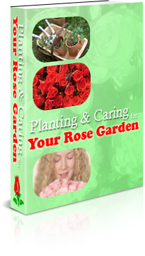 your rose garden
